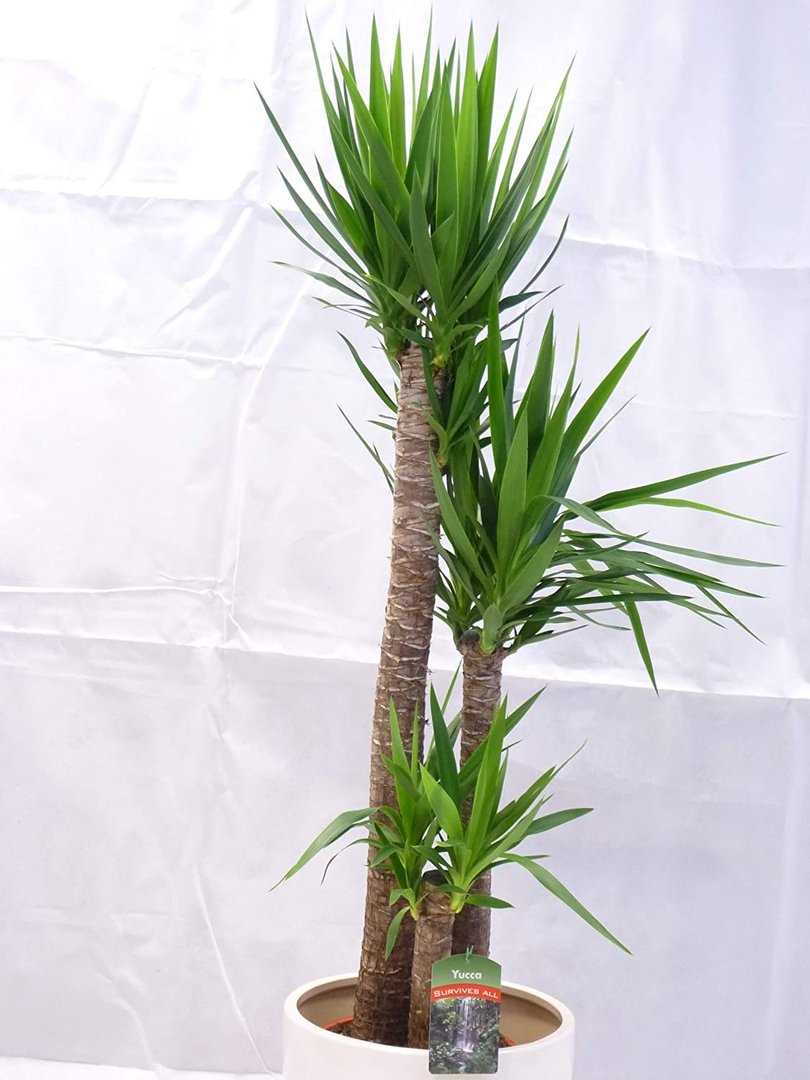 XL Yucca elephantipes 160 cm - 3er Tuff // Zimmerpflanze - Yucca Palme