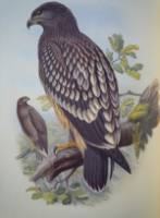 Gould : Birds of Great Britain : Volume I - Birds of Prey