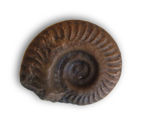 Brosche Ammonite