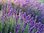 Lavender Old English - 1 x 6cm plug plants