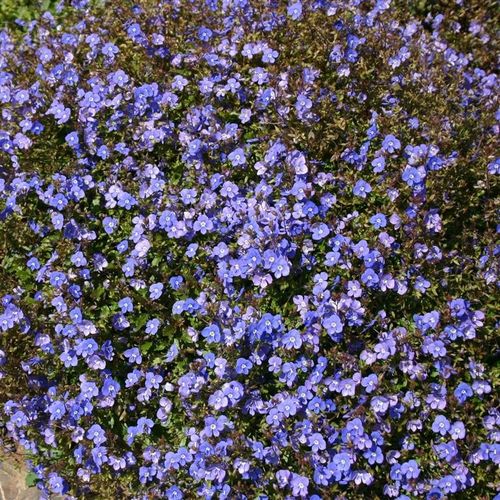 Veronica peduncularis 'Oxford Blue' - 1 x 9cm potted plant