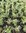 Phlox douglasii Rosea - 3 x 4cm plug plants