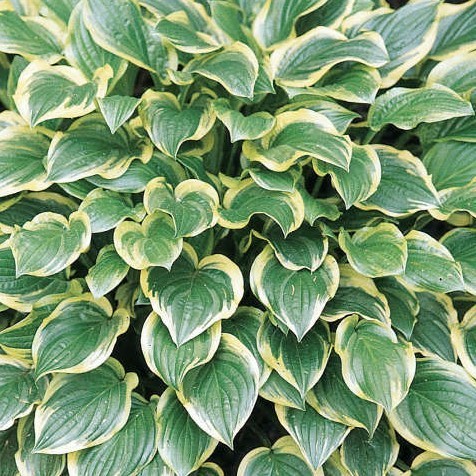 Hosta So Sweet - 1 x 1 litre potted plant