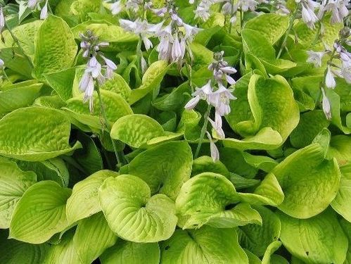 Hosta August Moon - 1 x 1 litre potted plant