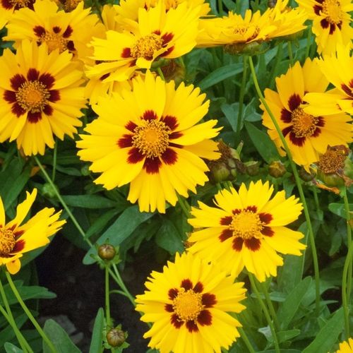 Coreopsis Sterntaler - 1 x 9cm potted plant
