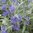 Caryopteris Dark Knight - 1 x 6cm plug plant PRIOR NOTICE - AVAILABLE FROM 23rd MARCH 2024
