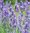 Lavender Vera - 1 x 6cm plug plants
