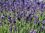 Lavender Abrialii - 1 x 6cm plug plants