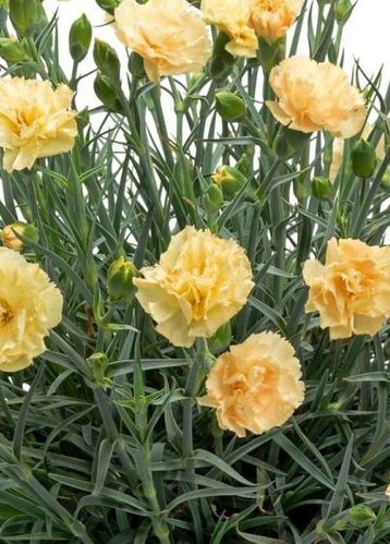 Dianthus Grenadin Yellow - 1 x 9cm potted plant