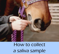 How_to_collect_a_saliva_sample_A