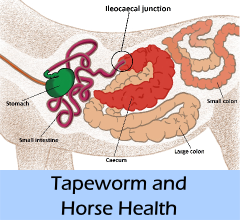 Tapeworm_and_horse_health