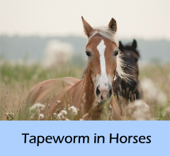 Tapeworm_in_horses