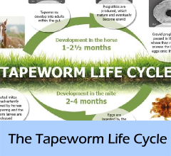The_Tapeworm_lifecycle