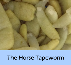 The_horse_tapeworm