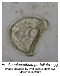 tapeworm_egg_with_acknmnt