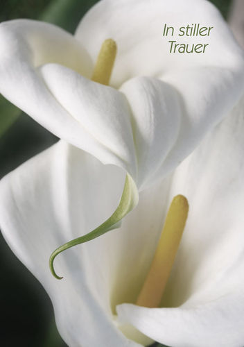 XT176 (Trauer Economy)