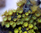 Parazoanthus "gelb"