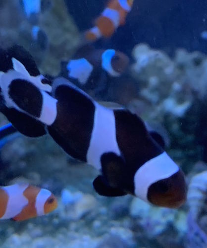 Anemone + Pärchen schwarze Clownfische