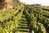 Weingut Sander Pinot Blanc, QbA, Michelberg, white, organic wine 2022