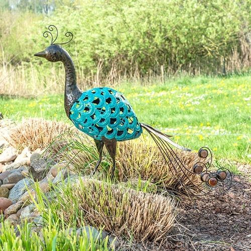 Pfau ,,Turquoise"