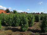 Kirschlorbeer- Prunus laurocerasus Herbergii Select