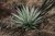 Agave palmeri 10-20 cm