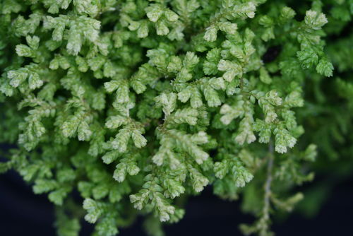 Selaginella kraussiana 05-10 cm