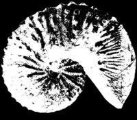 Cretaceous ammonites