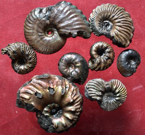 8 ammonites from Folkestone Albian