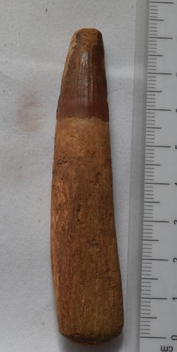 Spinosaurus aegyptiacus tooth with its root