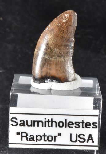 Saurnitholestes ("Raptor") RESERVED