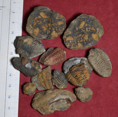 Breton trilobites (Traveuzot)