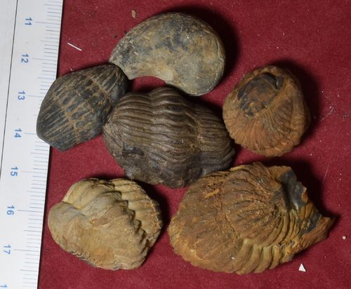 5 rolled trilobites + Bellerophon (Sinuites subrectangularis)