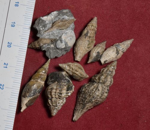 9 gastropods from Santonian
