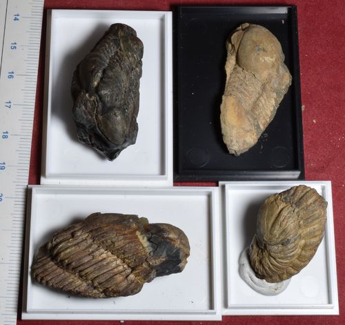4 breton trilobites