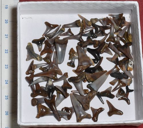 90 shark teeth from faluns d'Anjou
